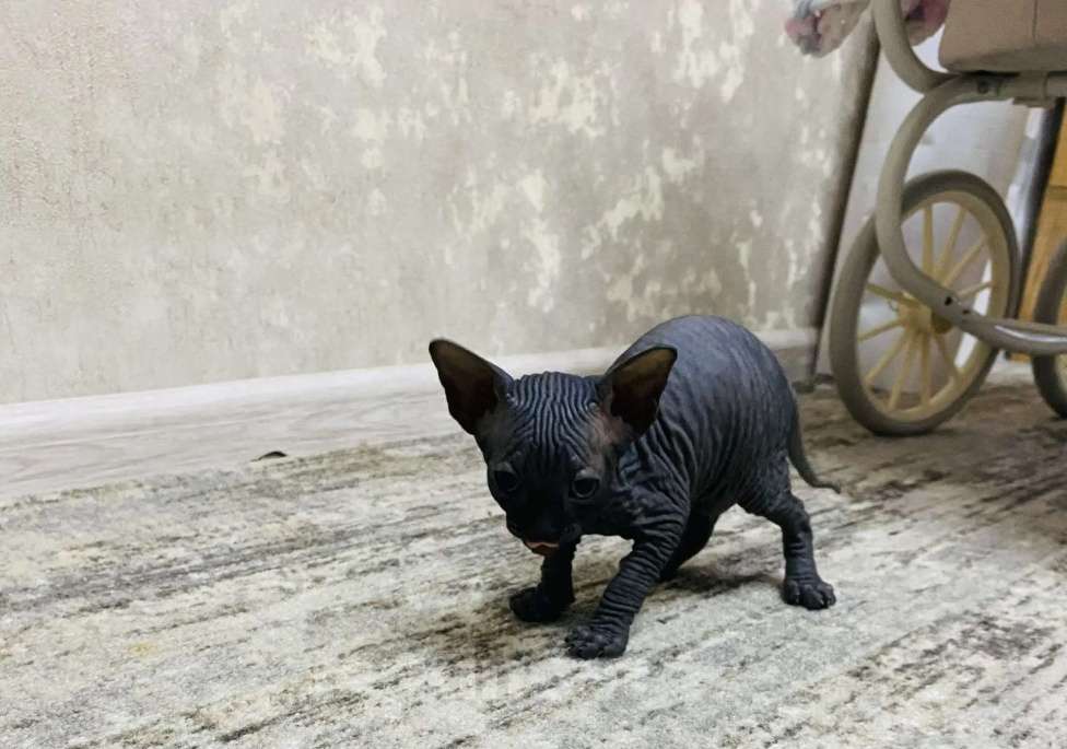 Кошки в Кашире: Канадский сфинкс Мальчик, 23 000 руб. - фото 8