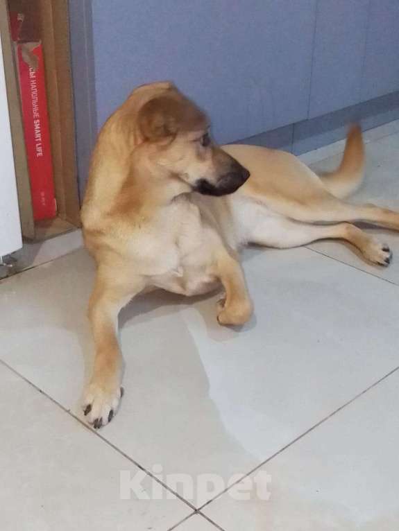 Собаки в Москве: Очень классная небольшая собачка Девочка, Бесплатно - фото 2