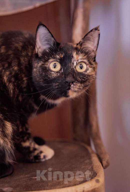 Кошки в Москве: Милка, Рафаэла и Харибо: ожидание, которое затянулось Девочка, Бесплатно - фото 4