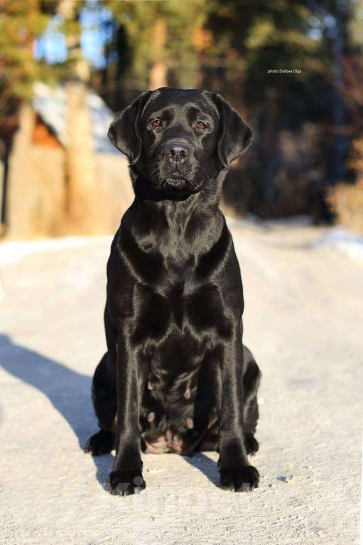 Собаки в Екатеринбурге: Щенок лабрадора Мальчик, Бесплатно - фото 5
