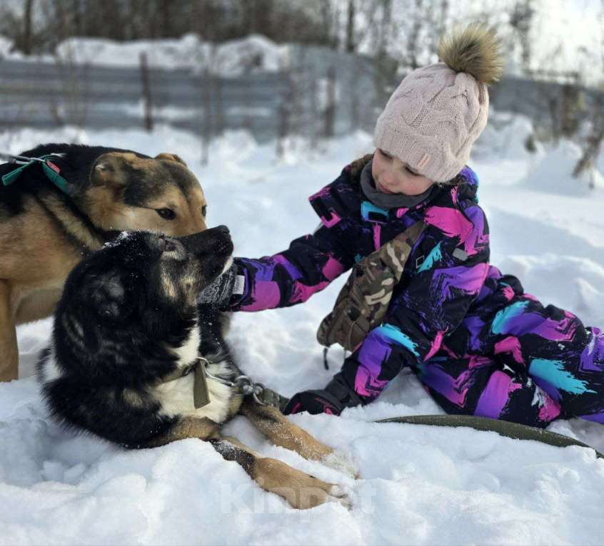 Собаки в Королеве: Нуара. Приют Зоодом, г. Королев. Девочка, Бесплатно - фото 9