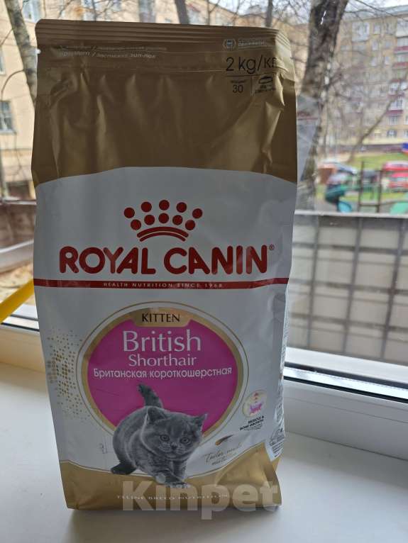 Кошки в Москве: Девочка  Девочка, 40 000 руб. - фото 4