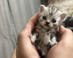 Кошки в Чебоксарах: Котята  Девочка, 4 500 руб. - фото 1