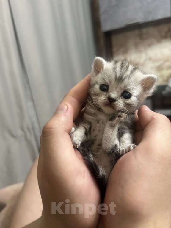 Кошки в Чебоксарах: Котята  Девочка, 4 500 руб. - фото 1