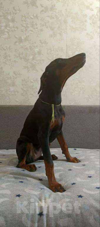Собаки в Волгограде: Щенки собаки породы Доберман Девочка, 15 000 руб. - фото 3