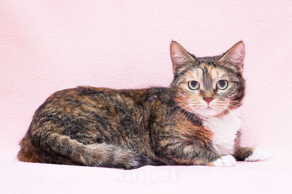 Кошки в Москве: Мудрая Мартышка Девочка, Бесплатно - фото 2