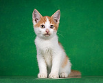 Кошки в Москве: Котенок Гелик ищет дом Мальчик, Бесплатно - фото 2