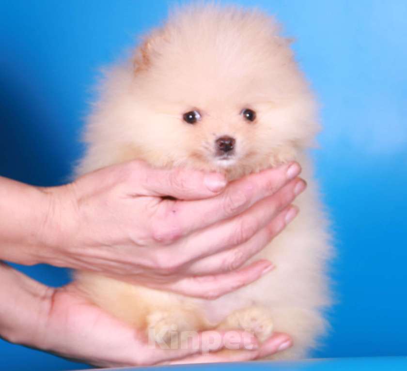 Собаки в Москве: померанский шпиц девочка супер мини Девочка, 50 000 руб. - фото 3