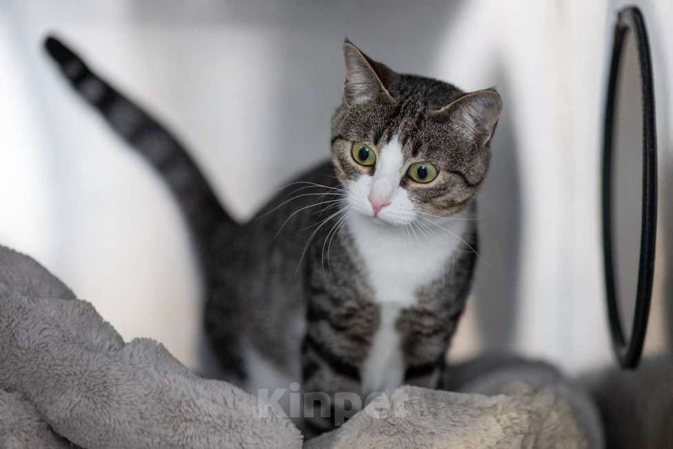 Кошки в Москве: Верочка Девочка, Бесплатно - фото 5