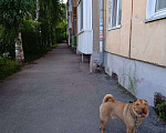Собаки в Томске: Шарпей в добрые руки Мальчик, Бесплатно - фото 2