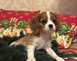 Собаки в Москве: Щенки кавалер-кинг-чарльз-спаниеля  Мальчик, 70 000 руб. - фото 3