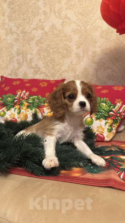 Собаки в Москве: Щенки кавалер-кинг-чарльз-спаниеля  Мальчик, 70 000 руб. - фото 3