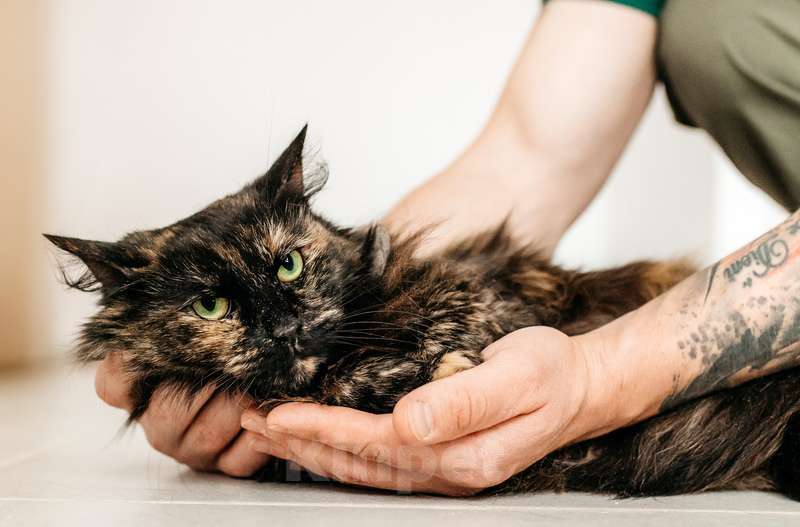 Кошки в Москве: Трехцветная пушистая кошка Фантазия в добрые руки Девочка, 1 руб. - фото 5