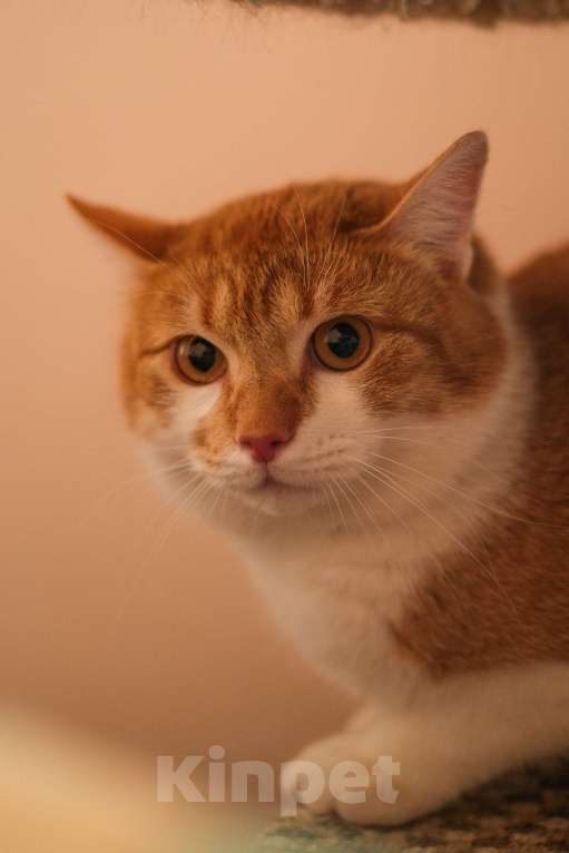 Кошки в Санкт-Петербурге: Котик Рыжик из приюта в добрые руки Мальчик, Бесплатно - фото 10