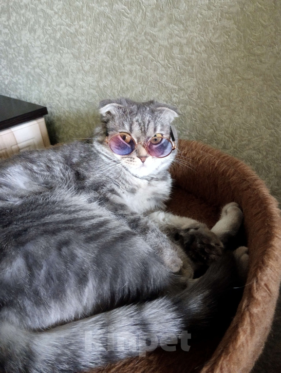 Кошки в Воронеже: Продаю чистокровных шотландских котят правильной и плановой вязки Мальчик, Бесплатно - фото 7