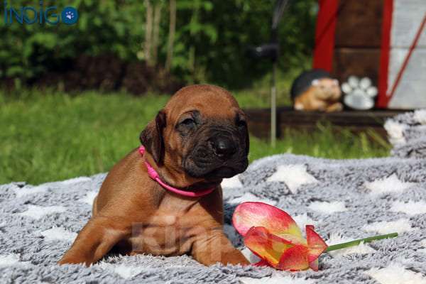 Собаки в Санкт-Петербурге: Щенки родезийского риджбека. Питомник РКФ Мальчик, Бесплатно - фото 2