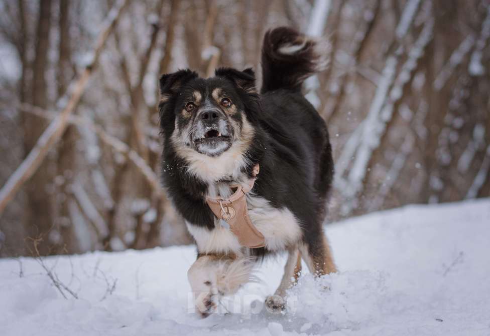 Собаки в Москве: Надя Девочка, Бесплатно - фото 7