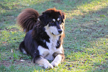 Монгольская овчарка (банхар)