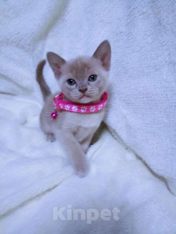 Кошки в Москве: Бурманские лиловые котята Разнополые, 70 000 руб. - фото 7