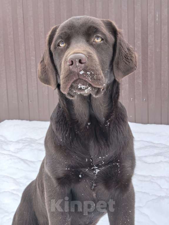 Собаки в других городах Московской области: Чудесная девочка Лабрадора Девочка, 70 000 руб. - фото 1