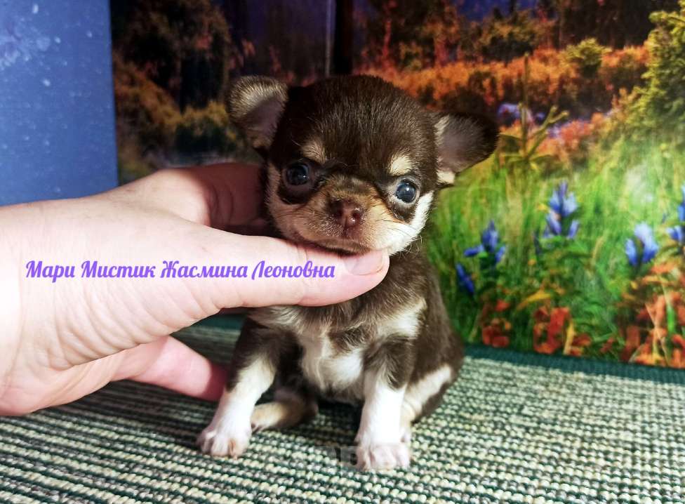 Собаки в Санкт-Петербурге: Жасмина Леоновна чихуахуа шоколадный триколор Девочка, 50 000 руб. - фото 1