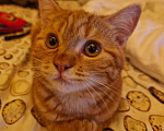 Кошки в Москве: Мраморно-рыжая котёнок Брунхильда. 4 месяца, привита, стерилизована Девочка, Бесплатно - фото 2