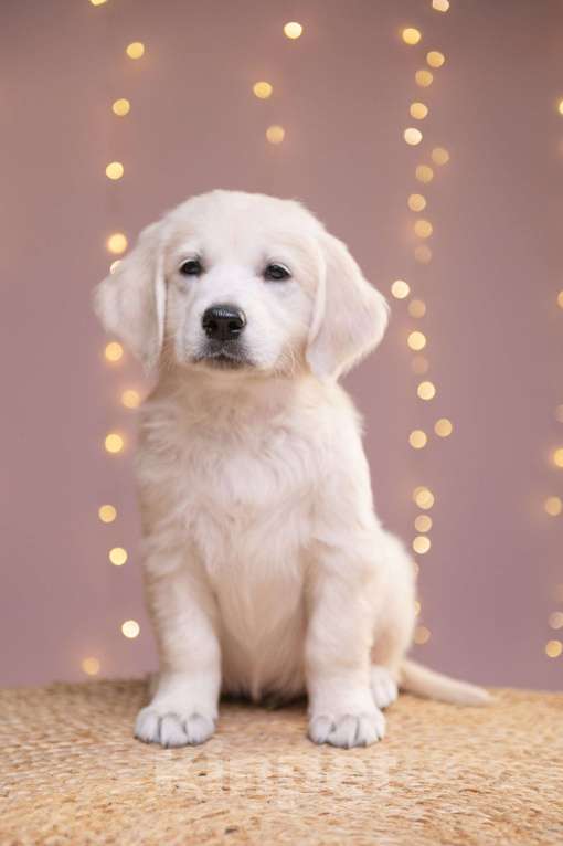 Собаки в Белгороде: Щенки золотистого ретривера Девочка, Бесплатно - фото 4