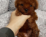 Собаки в Москве: Очень маленький мальчик той пудель Мальчик, 120 000 руб. - фото 2