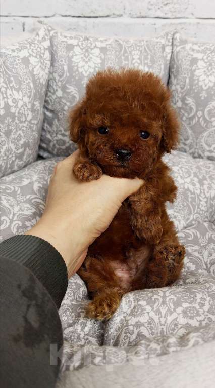 Собаки в Москве: Очень маленький мальчик той пудель Мальчик, 120 000 руб. - фото 2