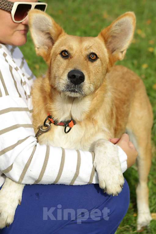 Собаки в Санкт-Петербурге: Ищем дом замечательным и неповторимым ушам Девочка, Бесплатно - фото 10