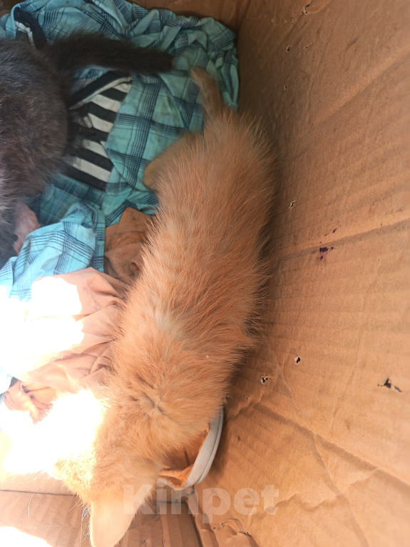 Кошки в Чите: Отдам котёнка в добрые руки бесплатно Мальчик, Бесплатно - фото 4