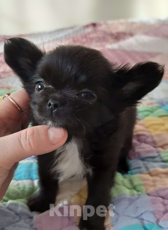 Собаки в Москве: Мальчик чёрного окраса Мальчик, 20 000 руб. - фото 2