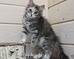 Кошки в Новом Ладоге: Предлагаются клубные сибирские котята мальчик/девочка Девочка, Бесплатно - фото 7