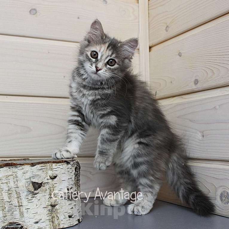 Кошки в Волхове: Сибирские котята клубные с документами и вакцинациями Девочка, Бесплатно - фото 7
