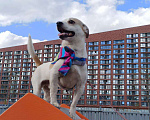 Собаки в Москве: Малыш Кекс - Нужен дом Мальчик, Бесплатно - фото 2