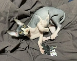 Кошки в Люберцах: 🐱 Эксклюзивное предложение: породистый сфинкс ищет заботливого хозяина! Мальчик, 15 000 руб. - фото 5