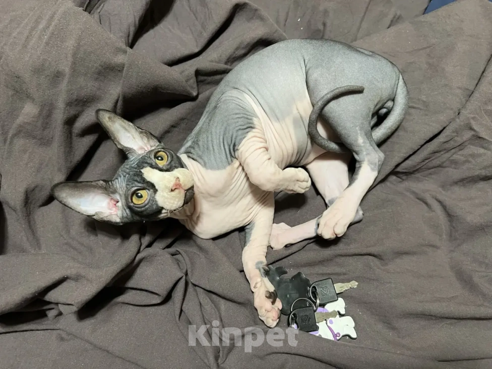 Кошки в Люберцах: 🐱 Эксклюзивное предложение: породистый сфинкс ищет заботливого хозяина! Мальчик, 15 000 руб. - фото 5