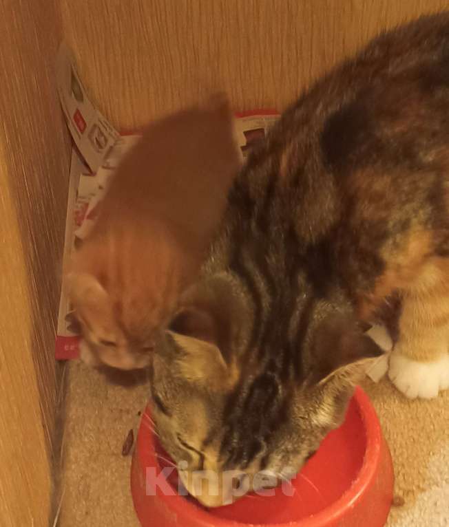 Кошки в Санкт-Петербурге:  Вислоухая рыжая девочка Девочка, 5 000 руб. - фото 2