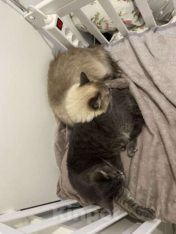 Кошки в Костроме: В добрые руки❤️ Девочка, Бесплатно - фото 8