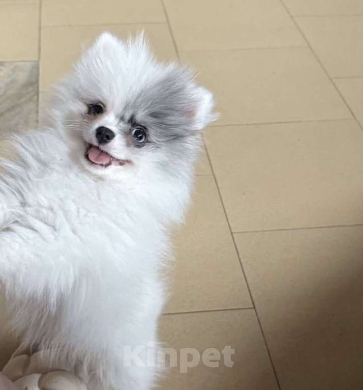 Собаки в Коломне: Девочка померанский шпиц  Девочка, 45 000 руб. - фото 1