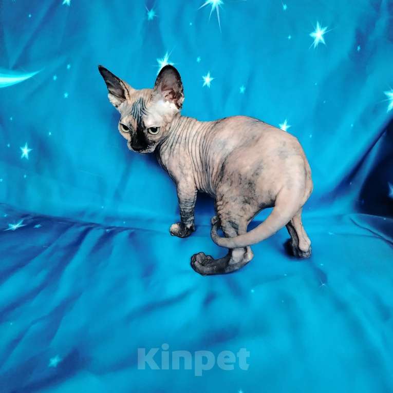 Кошки в Королеве: Очаровательный канадский сфинксенок Девочка, 60 000 руб. - фото 1
