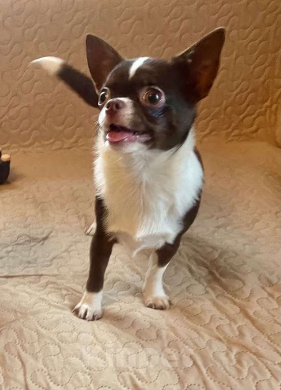 Собаки в Санкт-Петербурге: Чихуахуа, девочка короткошерстная Девочка, 80 000 руб. - фото 4