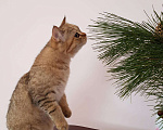 Кошки в Краснодаре: Шотландский котик., 25 000 руб. - фото 3