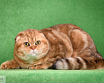 Кошки в Москве: в добрые руки золотой мраморный кот Мальчик, 2 000 руб. - фото 1