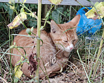 Кошки в Химках: Котёнок ищет дом Мальчик, Бесплатно - фото 2