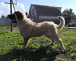 Собаки в Курске: Щенок кавказской овчарки Девочка, 20 000 руб. - фото 2