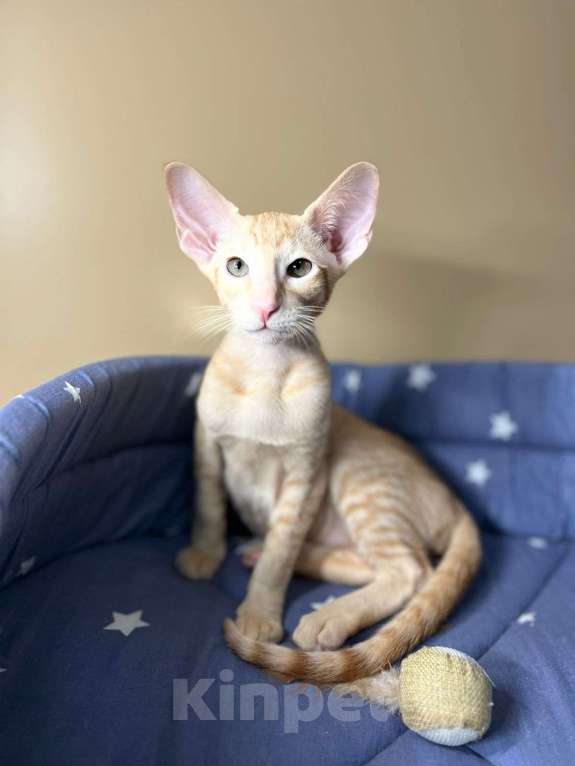 Кошки в Санкт-Петербурге: Ориентальная девченка Девочка, 40 000 руб. - фото 5