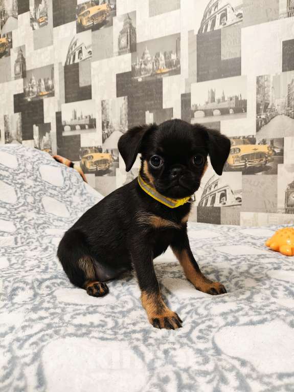 Собаки в Казани: Черно-подпалые девочки Девочка, 47 000 руб. - фото 1