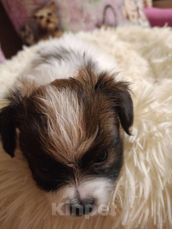 Собаки в Рязани: Мальчики Мальчик, Бесплатно - фото 2