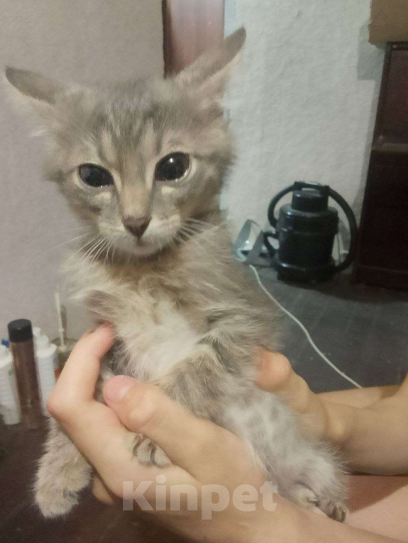 Кошки в Нижнем Новгороде: Котёнок Тон Мальчик, Бесплатно - фото 2